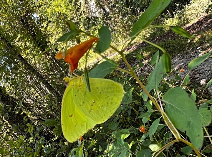 Yellow Sulphur Butterfly
